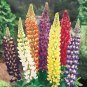 Top-Quality 25 Mixed Dwarf Lupine Seeds Flower Perennial Flowers Hardy Seed 1007 US SELLER