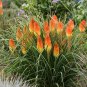 New Arrival 25 Backdrop Torch Lily Hot Poker Flower Seeds Perennial Seed 820 US SELLER