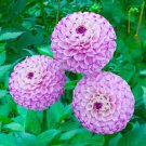 Top-Quality 25 Genova Dahlia Perennial Flowers Seeds Flowering seeds Bloom 1116 US SELLER