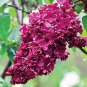 Exclusive 25 Red French Lilac Seeds Tree Flowers Seed Bloom Perennial Flower 356 US SELLER