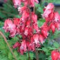 Premium 25 Luxuriant Bleeding Heart Seeds Dicentra Spectabilis Shade Flower Garden 689