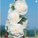 Best-Selling 25 Charles White Hollyhock Seeds Perennial Flowers Flower Seed 31 US SELLER