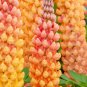 New Arrival 25 Salmon Star Lupine Seeds Flower Perennial Flowers Hardy Seed 1030 US SELLER