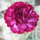 New Arrival 100 Blackberry Ice Carnation Seeds Dianthus Flowers Seed Flower Perennial 1047