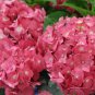 Exclusive 5 Endless Summer Hydrangea Seeds Perennial Flowers Flower Garden Seed 1421 USA