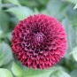 New Arrival 25 Mirella Dahlia Seeds Flower Perennial Flower Seeds Flowering Bloom 1138 US
