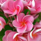 Premium 5 Pink Plumeria Seeds Plants Flower Lei Hawaiian Perennial Seed Flowers 187