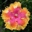 Limited Edition 20 Pink Yellow Orange Hibiscus Seeds Flowers Flower Seed Perennial Bloom 479