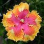 Limited Edition 20 Pink Yellow Orange Hibiscus Seeds Flowers Flower Seed Perennial Bloom 479