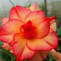Premium 4 Double Red Yellow Desert Rose Seeds Adenium Flower Perennial Seed 45 US Selle