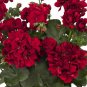 Limited Edition 10 Double Red Geranium Seeds Hanging Basket Perennial Flowers Seed Flower 328