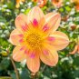 Premium 25 Kelsey Ann Dahlia Perennial Flowers Seeds Flowering Bloom 1129 US SELL