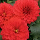 Limited Edition 25 Grande Topia Dahlia Perennial Flowers Seeds Flowering Bloom 1119 US SELL