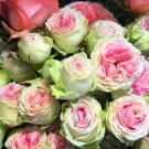 Best-Selling 10 Pink Green Rose Seeds Flower Bush Perennial Shrub Flowers Seed 1266 US SELLER