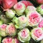 Best-Selling 10 Pink Green Rose Seeds Flower Bush Perennial Shrub Flowers Seed 1266 US SELLER