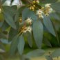 Exclusive 50 Peppermint Eucalyptus Seeds Tree Flower Perennial Flowers Seed US SELLER 1349