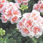 Exclusive 10 Pink White Geranium Seeds Hanging Basket Perennial Flowers Seed Flower 180