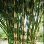 Exclusive 50 Giant Atter Bamboo Seeds Privacy Garden Clumping Exotic Shade Screen Seed 398