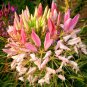 New Arrival 100 Pink Queen Spider Seeds Clome Spinosa Perennial 1185 US Seller Flower Bee