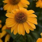 Exclusive 50 Grandpa Gold Coneflower Seeds Echinacea Flower Perennial Bloom Flowers 721