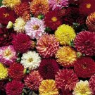 Best-Selling 25 Double Extreme Dahlia Seeds Flower Perennial Flower Seed Flowering Bloom 1111