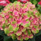 Premium 5 Amethyst Hydrangea Seeds Perennial Garden Shrub Flowers Flower Seed 1409 USA Premium 5 Amethyst Hydrangea Seeds Perennial Garden Shrub Flowers Flower Seed 1409 USA