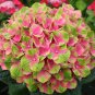 Premium 5 Amethyst Hydrangea Seeds Perennial Garden Shrub Flowers Flower Seed 1409 USA