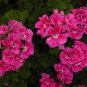 Limited Edition 10 Bright Pink Geranium Seeds Hanging Basket Perennial Flowers Seed Flower 174