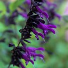 Exclusive 50 Purple Black Salvia Seeds Flower Seed Perennial Flowers Hummingbird 169