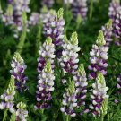Limited Edition 25 Lilac White Lupine Seeds Flower Perennial Hardy Flowers Seed 1003 US SELLER
