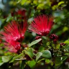New Arrival 10 Red Mimosa Tree Seeds Silk Albizia julibrissin Perennial Persian Seed 163