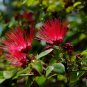 New Arrival 10 Red Mimosa Tree Seeds Silk Albizia julibrissin Perennial Persian Seed 163