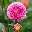 Top-Quality 25 Franz Kafka Dahlia Seeds Flower Perennial Flowers Seeds Flowering Bloom 1113