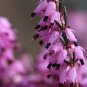 Exclusive 25 Purple Blac Bleeding Heart Seeds Dicentra Spectabilis Shade Flower Garden 700