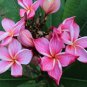 Exclusive 5 Orange Pink Plumeria Seeds Plants Flower Flowers Perennial Seed 512