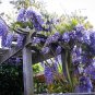 Limited Edition 5 Blue Moon Wisteria Seeds Vine Climbing Flower Perennial Seed 634 USA SELLER