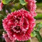 New Arrival 25 Double Red Pink Hollyhock Seeds Perennial Giant Seed Flower Flowers Bloom 41