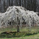 Exclusive 5 Weeping White Cherry Tree Seeds Flowering Seed Japanse Ornimental Garden 109
