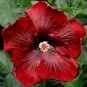 Top-Quality 20 Dark Red Hibiscus Seeds Flowers Perennial Flower Seed Bloom 24 US SELLER