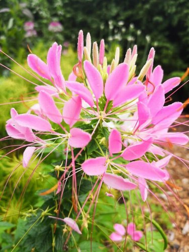 New Arrival 100 Soft Pink Spider Seeds Clome Spinosa Perennial 1193 US Seller Flower Bee