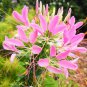 New Arrival 100 Soft Pink Spider Seeds Clome Spinosa Perennial 1193 US Seller Flower Bee