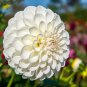 Exclusive 25 Boom Boom White Dahlia Seeds Flower Perennial Flowers Seeds Flowering US 1100