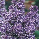 Exclusive 25 Purple White Lilac Seeds Tree Fragrant Hardy Perennial Flower 354 US SELLER