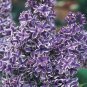 Exclusive 25 Purple White Lilac Seeds Tree Fragrant Hardy Perennial Flower 354 US SELLER