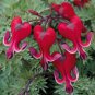 New Arrival 25 Bright Red Bleeding Heart Seeds Dicentra Spectabilis Shade Flower Garden 307