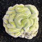 Limited Edition 10 Green Brain Cactus Seeds Heat Rare Succulents Flower Desert 287 US SELLER