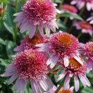 Best-Selling 50 Butterfly Kisses Coneflower Seeds Echinacea Flower Perennial Flowers Seed 905