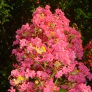 Limited Edition 20 Tuscarora Cape Myrtle Seeds Tree Flower Perennial Flowers Seed 1234 US SELLER