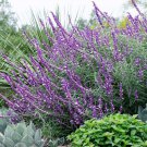 Top-Quality 50 Leucantha Salvia Seeds Flower Seed Perennial Flowers Hummingbird 753 USA SELL