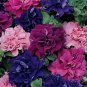 Top-Quality 50 Double Red Pink Purple Mix Petunia Seeds Containers Hanging Baskets Seed 281